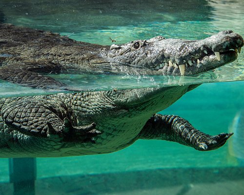 our-croc-exhibit-in-florida