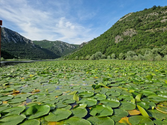 אגם סקאדר